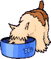 dog drinking